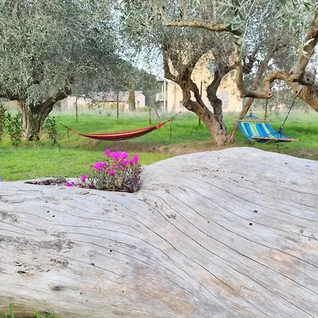 Sea ​​& Olive Trees * Quercianella
